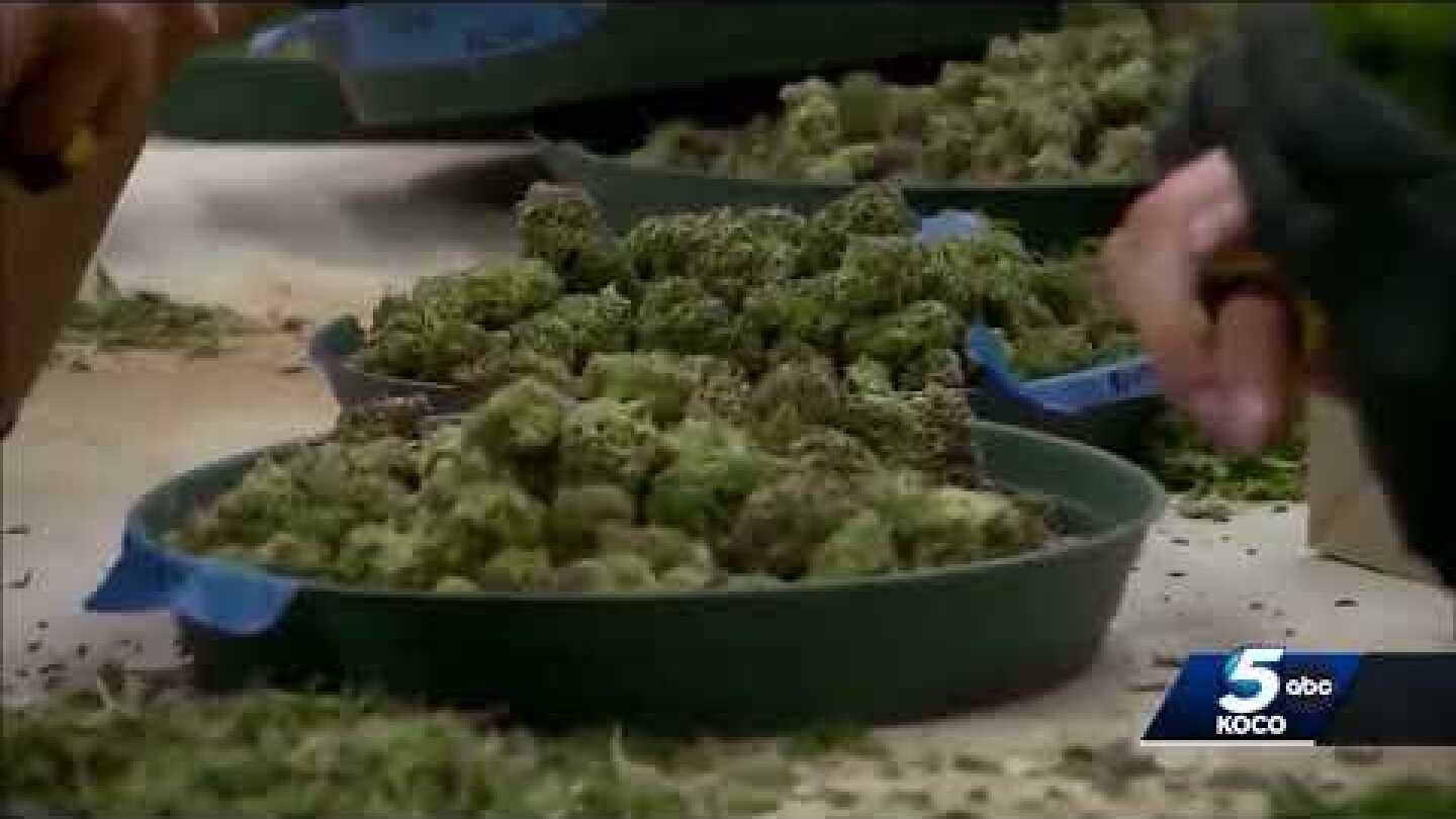 New medical marijuana laws in effect with start of 2024