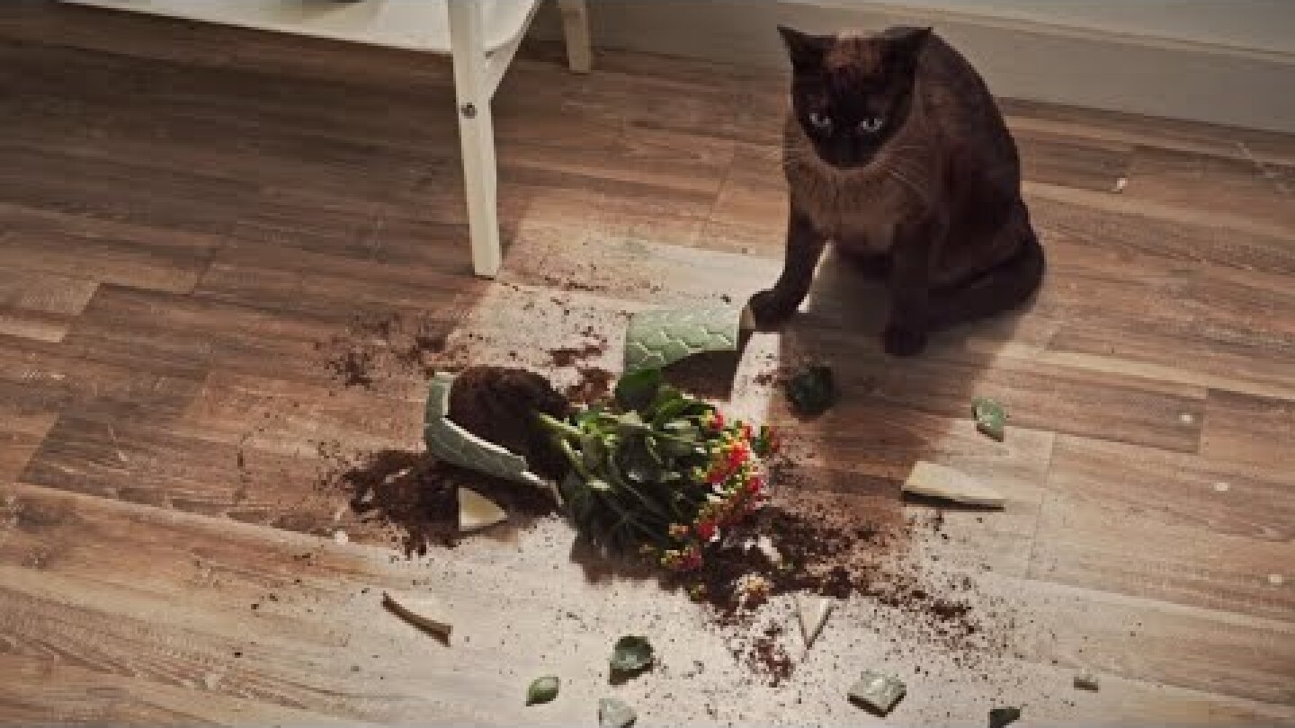 Don't worry, you can afford it - Brownie