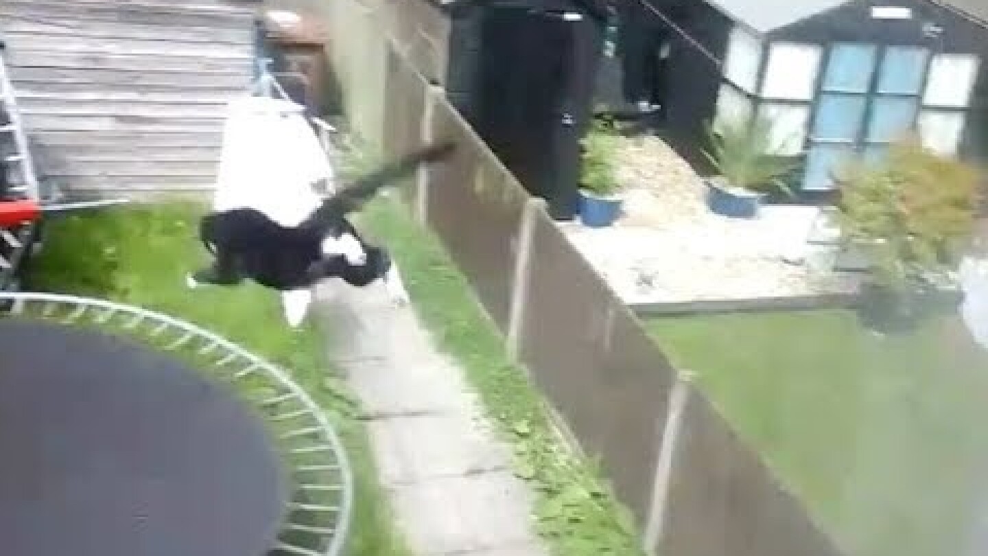 Hilarious Cat Jumps Out Window Onto Trampoline