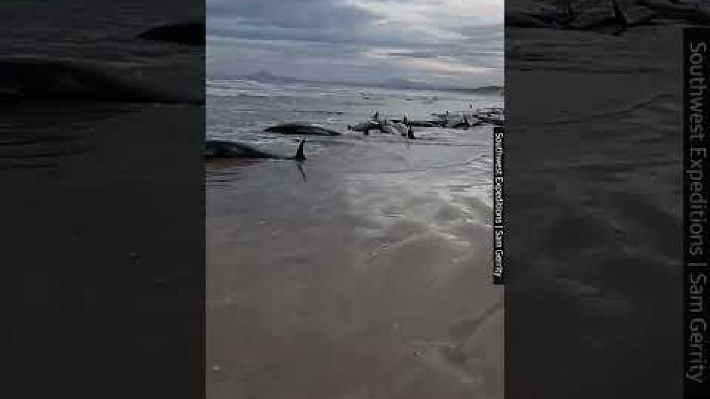 Whales stranded on Tasmania’s west coast