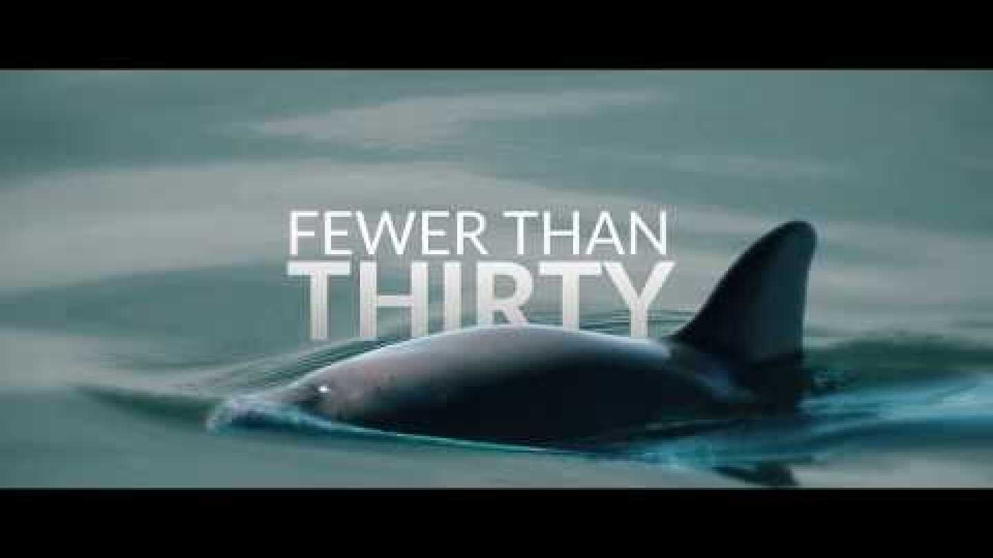 Save the Vaquita