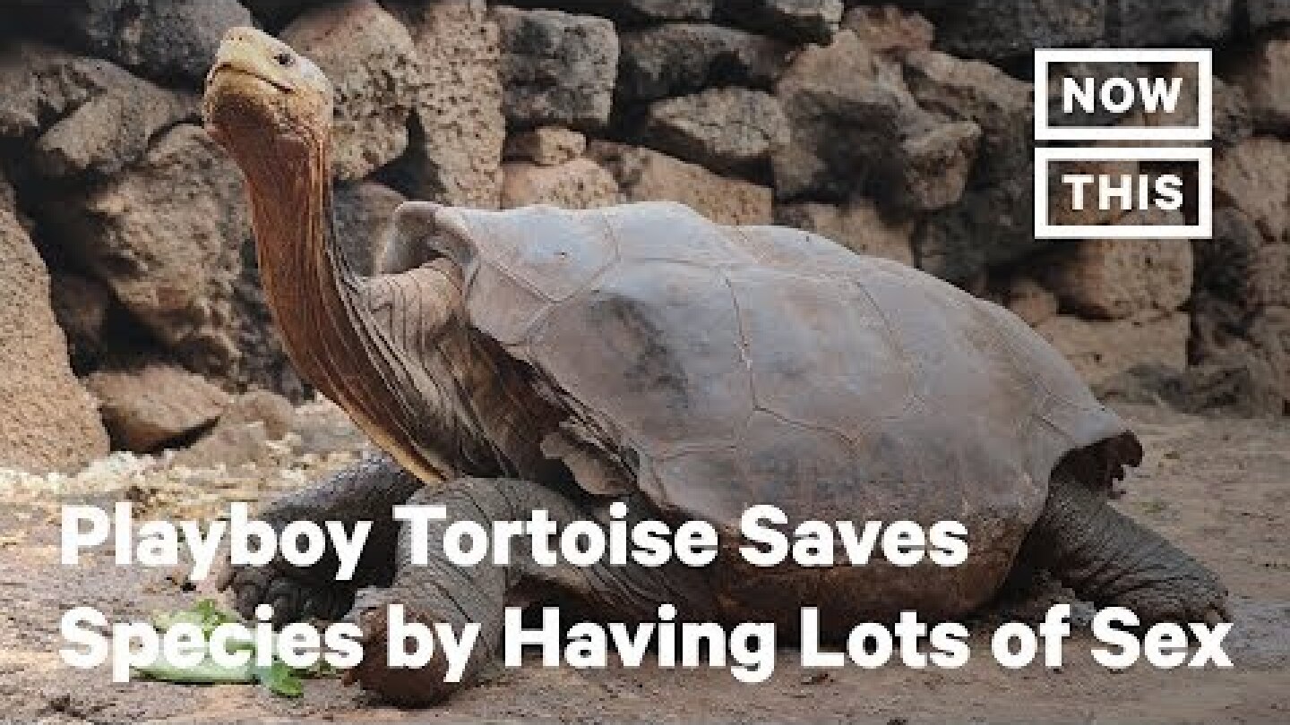 Diego the Playboy Tortoise Saves Species by Having Lots of Sex  | NowThis
