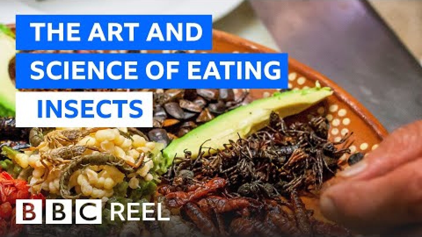 Should we all be eating insects? - BBC REEL
