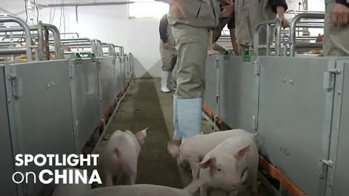 Hundreds of millions invested ‘pig hotels’ in the hope of satisfying food demands in China