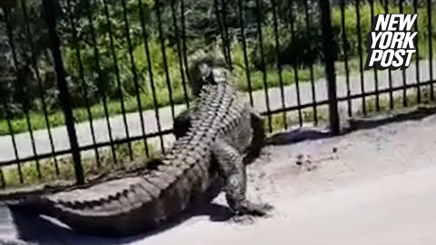 WATCH: Alligator breaks through fence like it’s nothing | New York Post