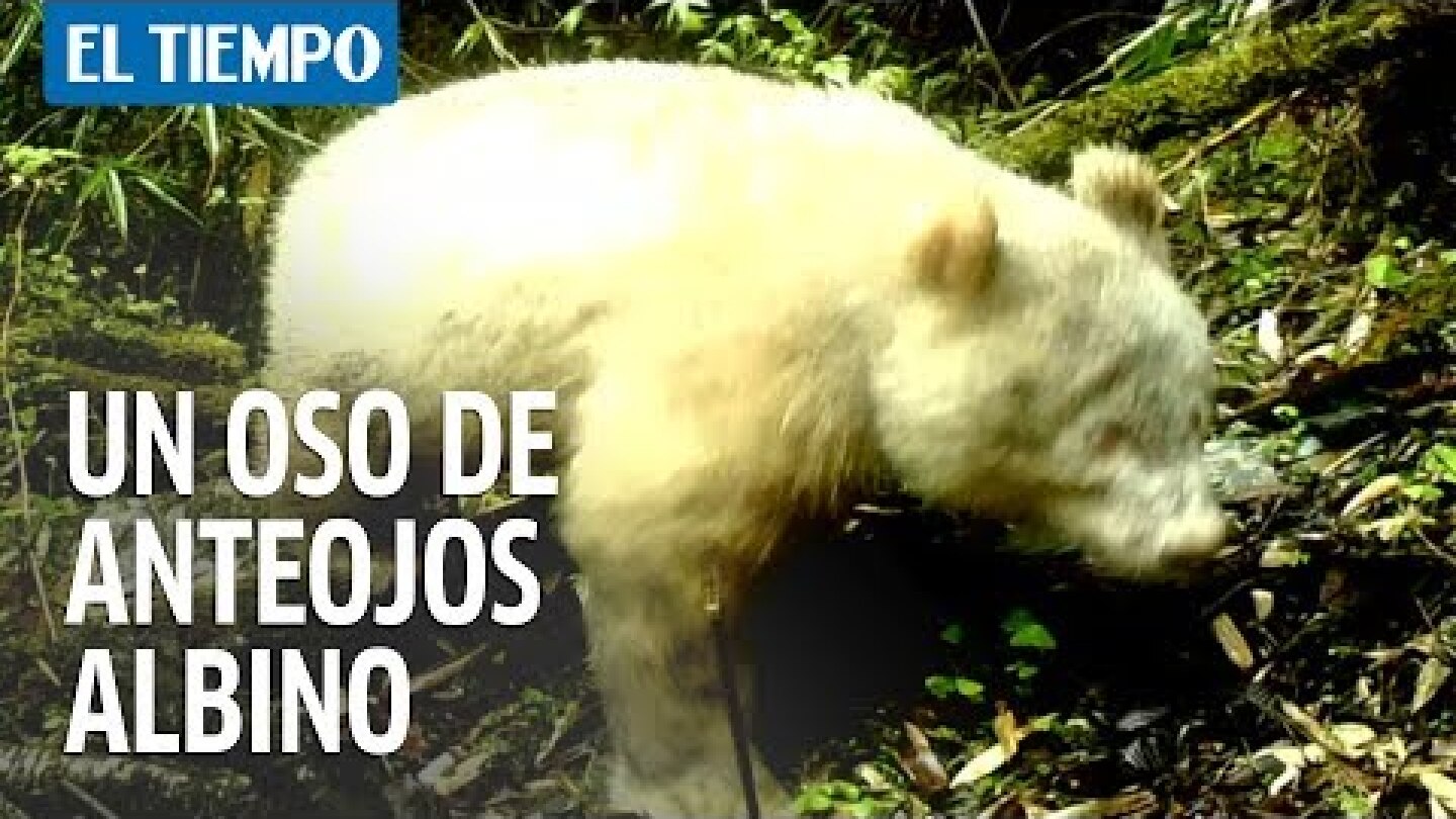 Un raro ejemplar de oso panda albino fue avistado en China | EL TIEMPO