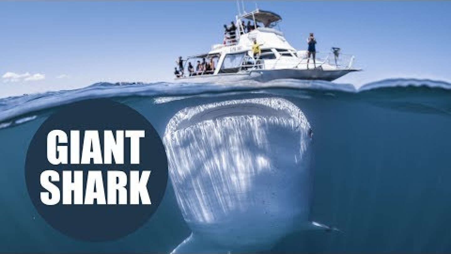 Giant whale shark is captured looming beneath a boat full of unsuspecting tourists