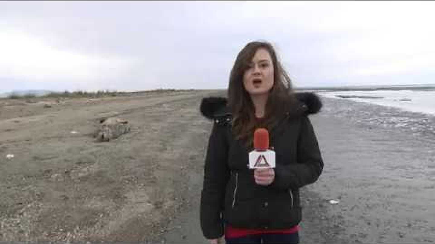 02 ARXAIO EIDOS FALAINAS STHN PARALIA TOY APALOY