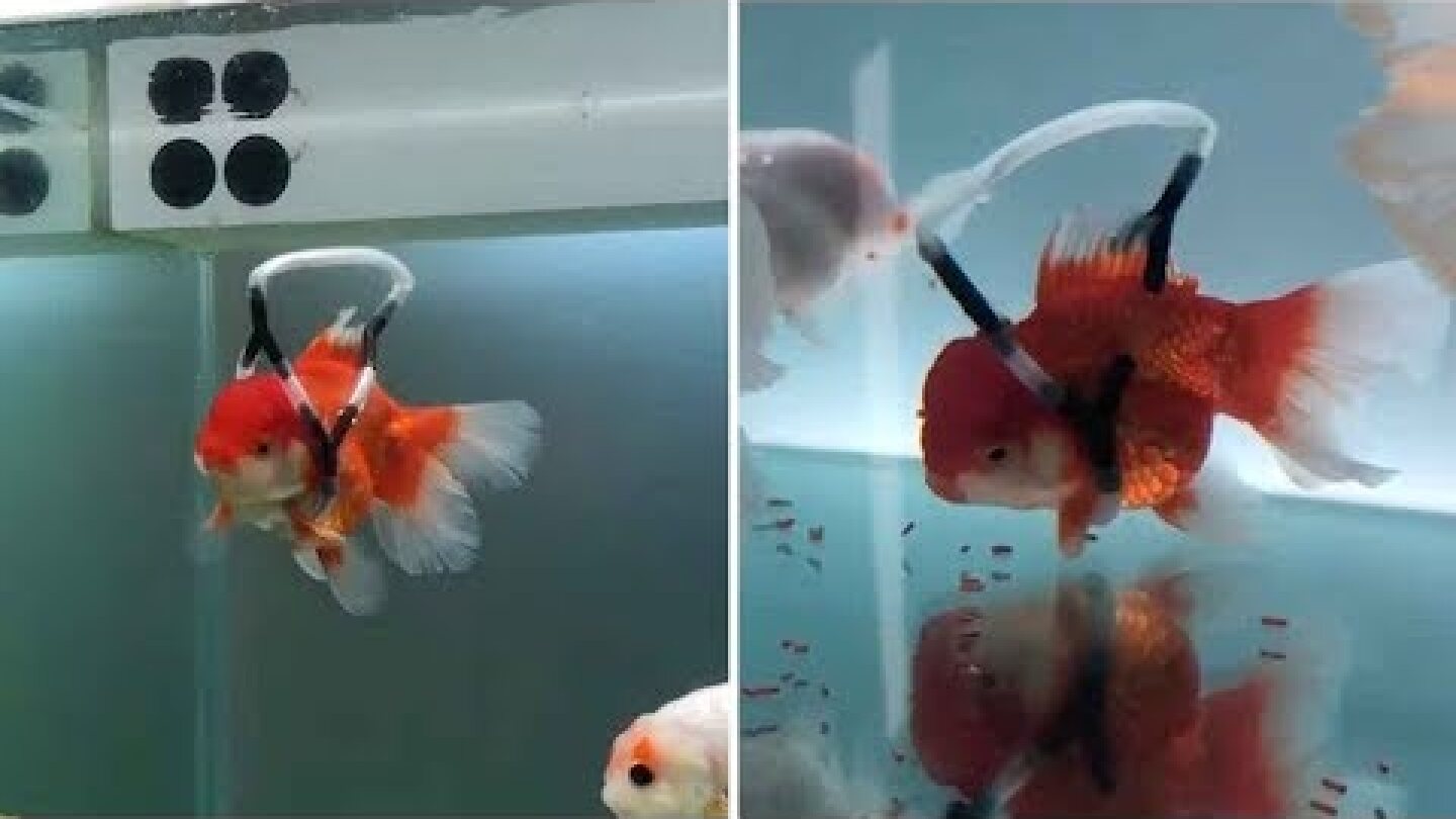 Man Creates 'Wheelchair' For Disabled Goldfish