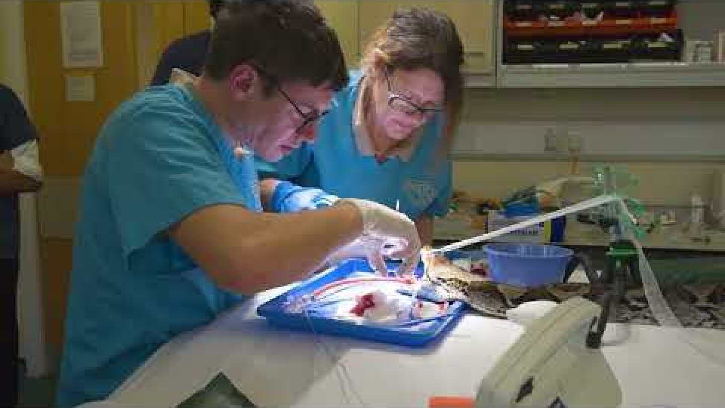 ‘World-first’ cancer treatment saves python after tumour destroys part of her jaw