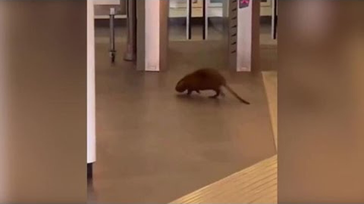 Grosso roditore entra nella metro a Roma e passeggia tra i viaggiatori