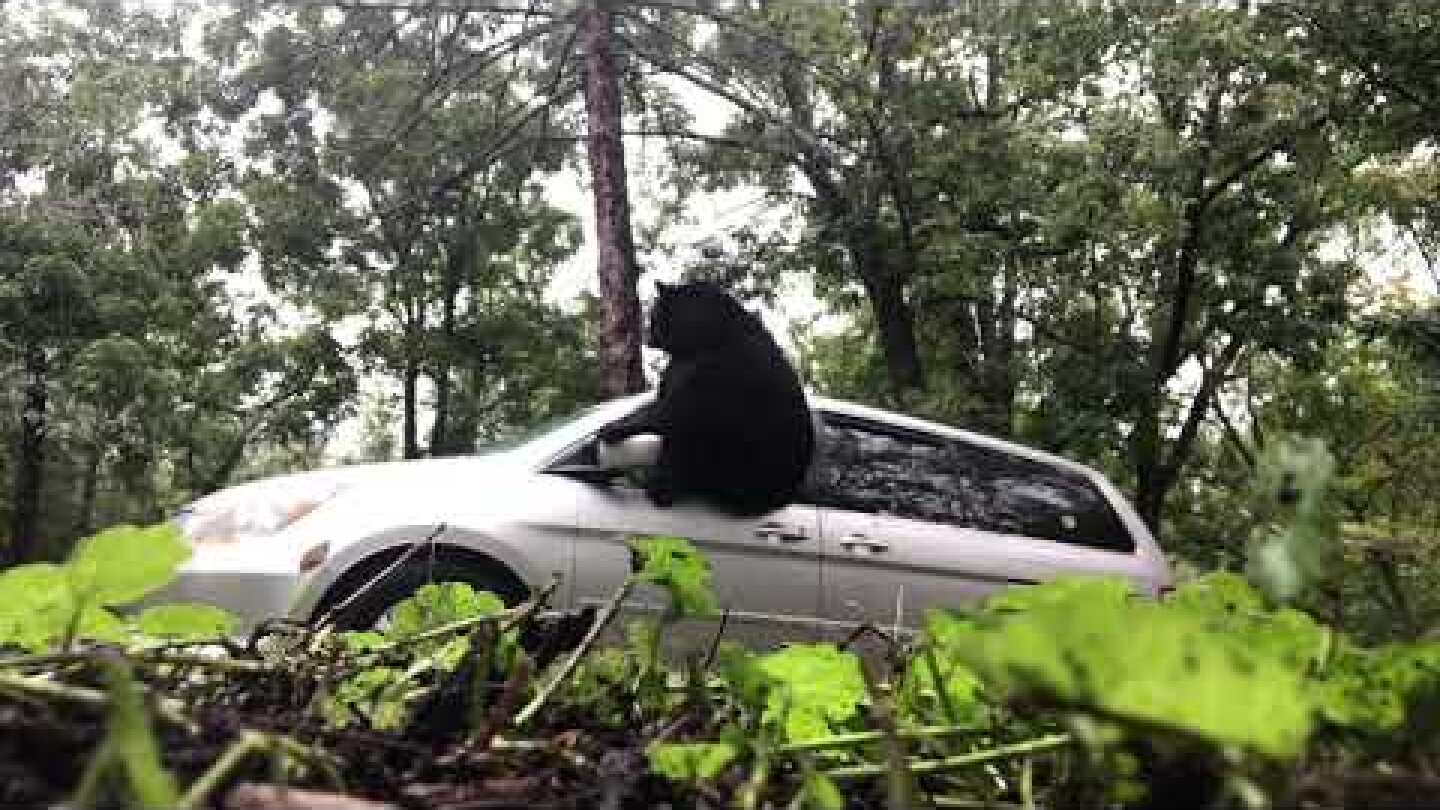 A Bear Escapes from Van!