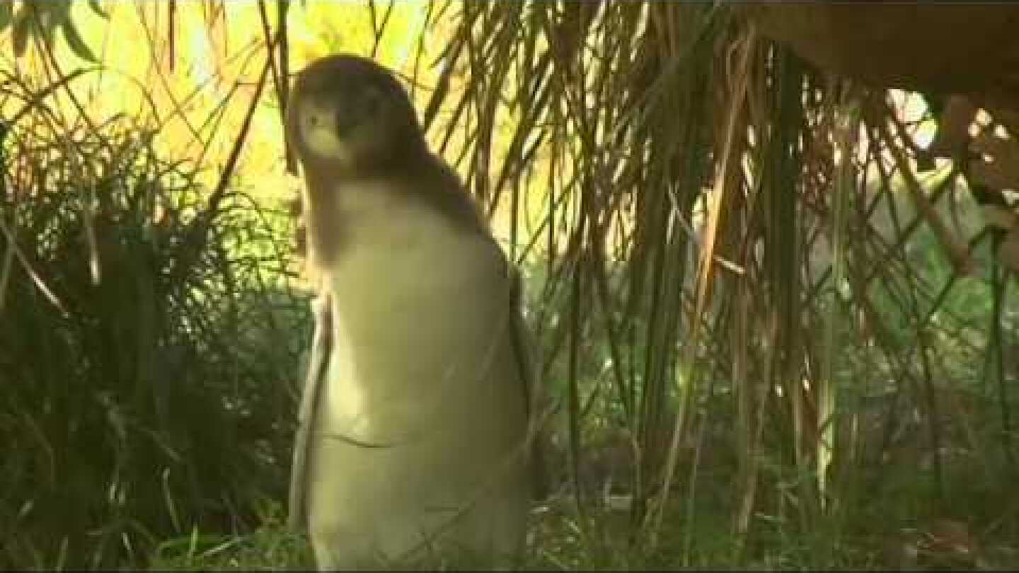 Hoiho / Yellow-Eyed Penguin