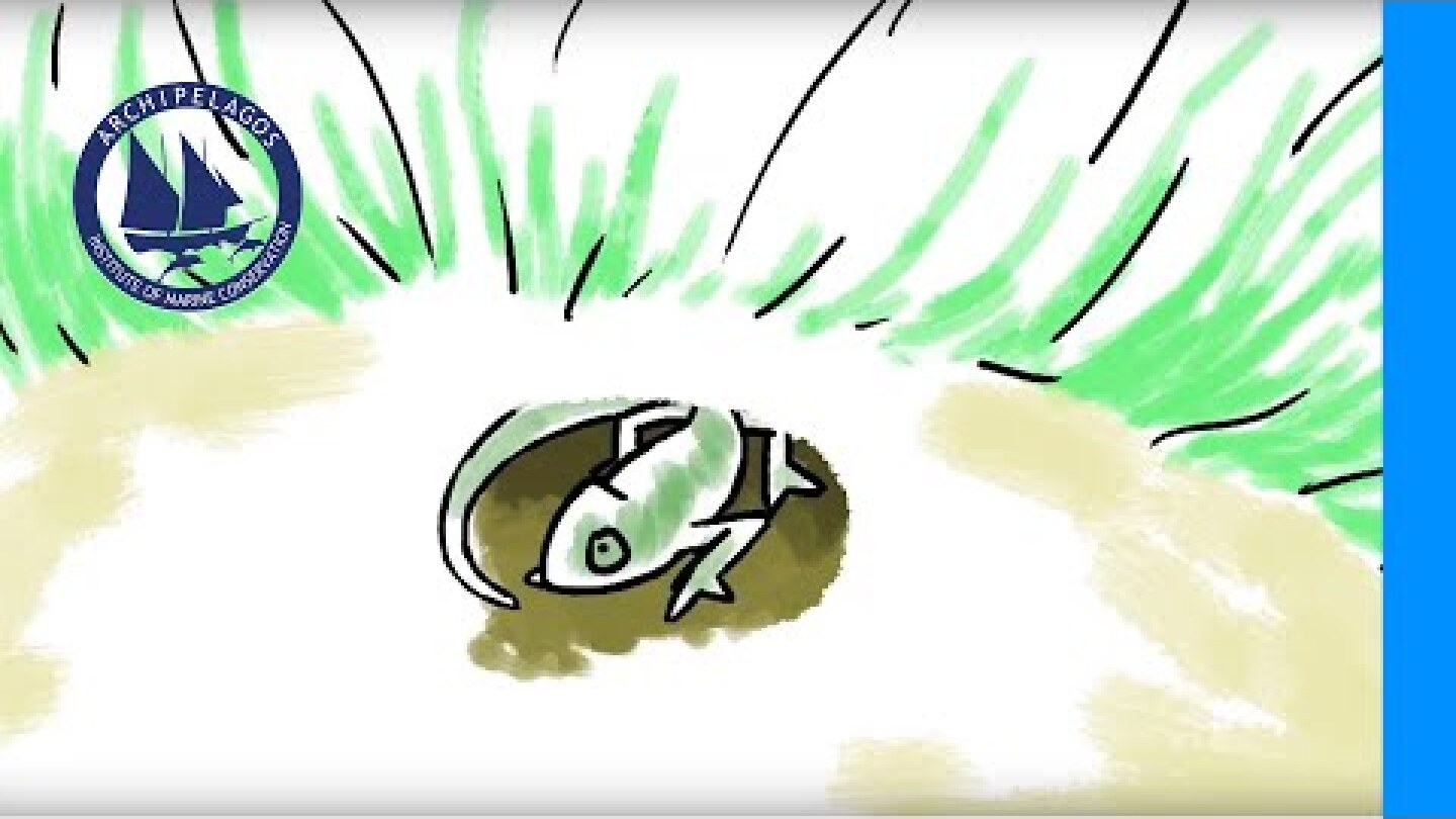 Ο Μεσογειακός Χαμαιλέοντας της Σάμου