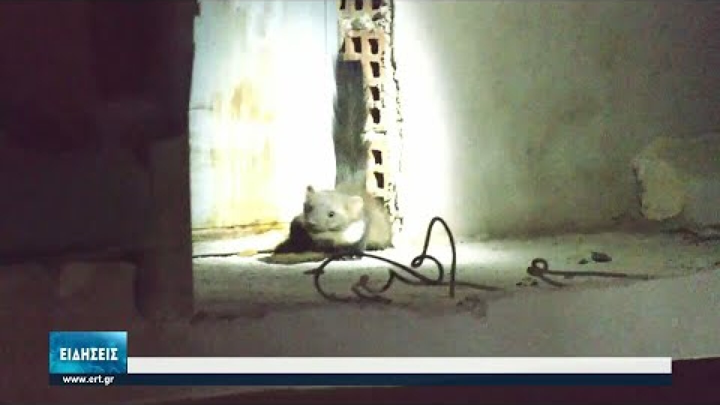 Εισβολή μινκ στην Κοζάνη | 08/07/2021 | ΕΡΤ