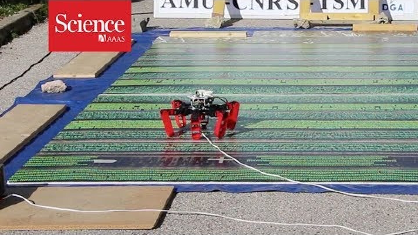Snippet: Ant-inspired robot can navigate better than civilian GPS