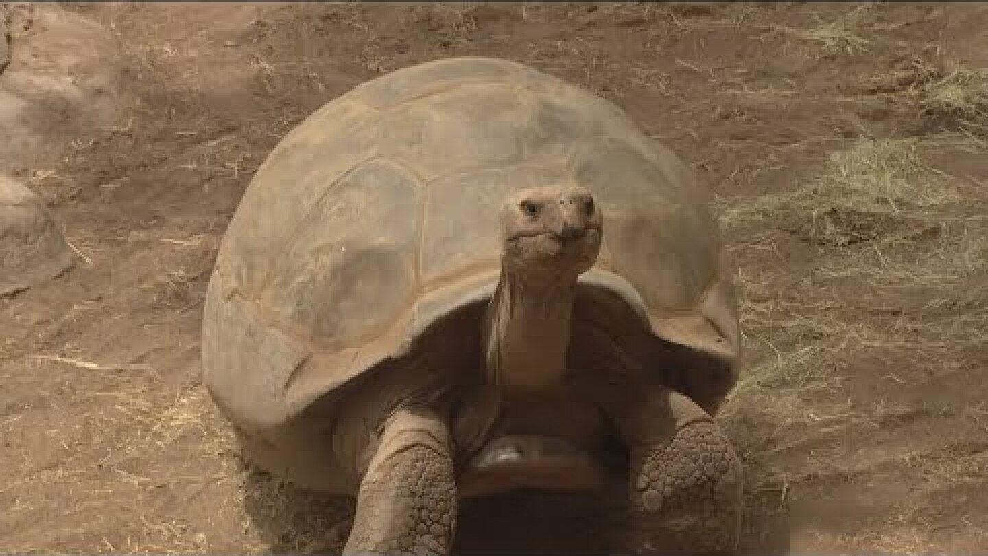 Zoo Day | Meet the Galápagos tortoise