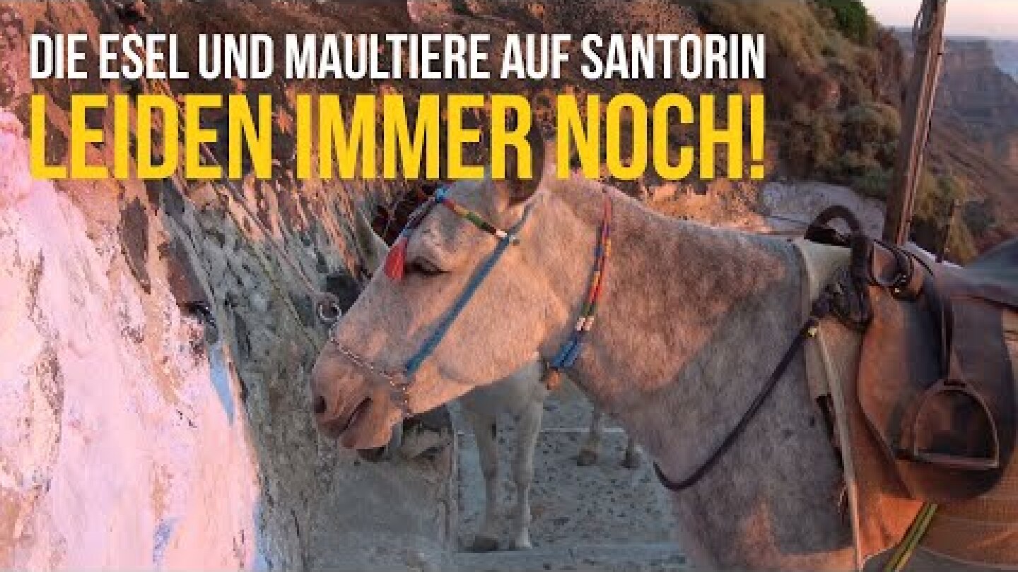 Neue Aufdeckung aus Santorin: Diese Esel und Maultiere werden weiterhin gequält!