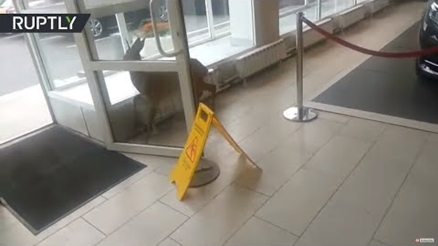 Oh, deer... Little mammal can’t find exit, breaks window to get out of car dealership