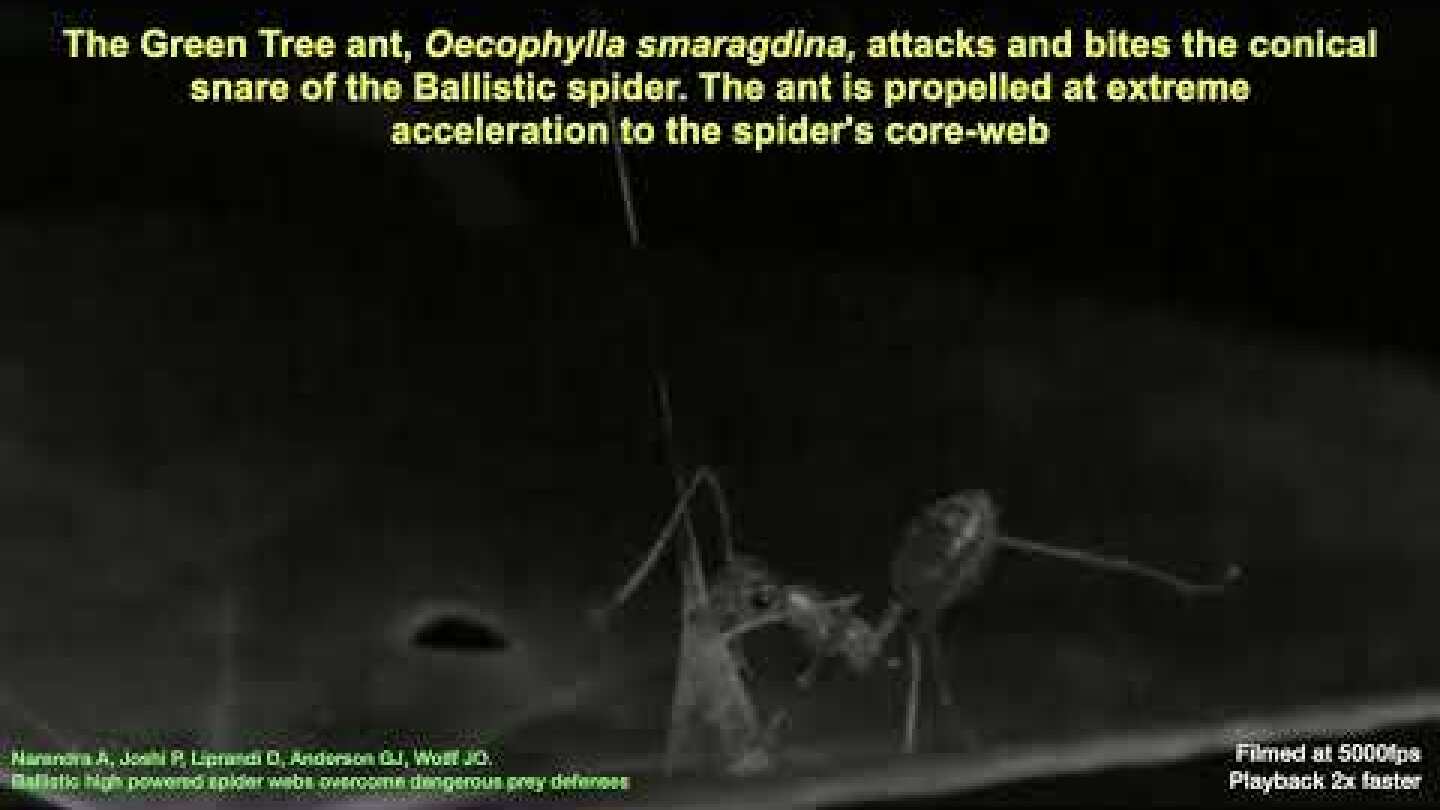 Ballistic high-powered spider webs overcome dangerous prey