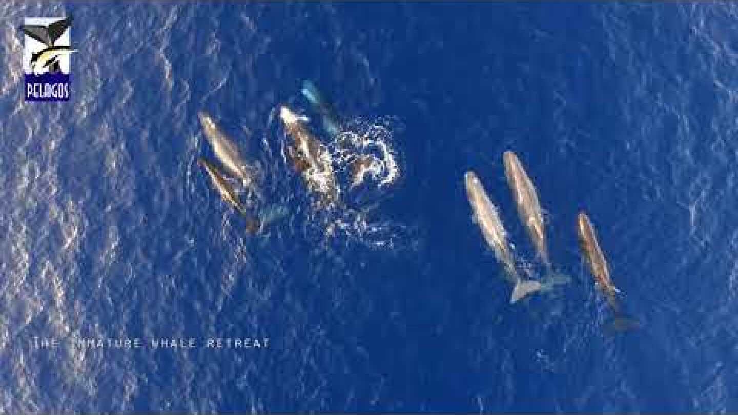 A sperm whale family in action, Hellenic Trench, Greece - Οικογένεια φυσητήρων σε δράση, Ελλάδα