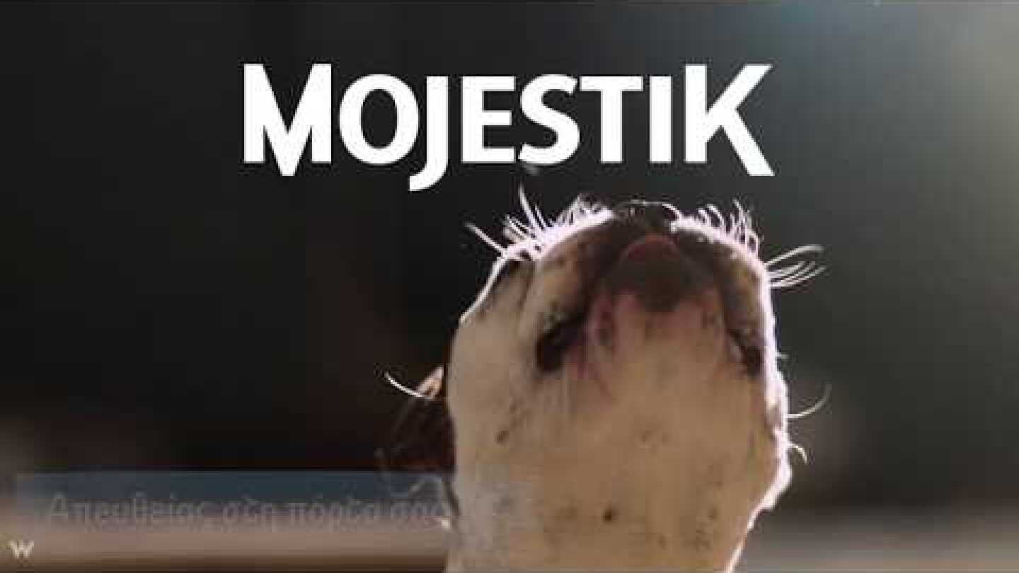 Mojestik.gr | Ανακαλύψτε Premium τροφές για Σκύλους!
