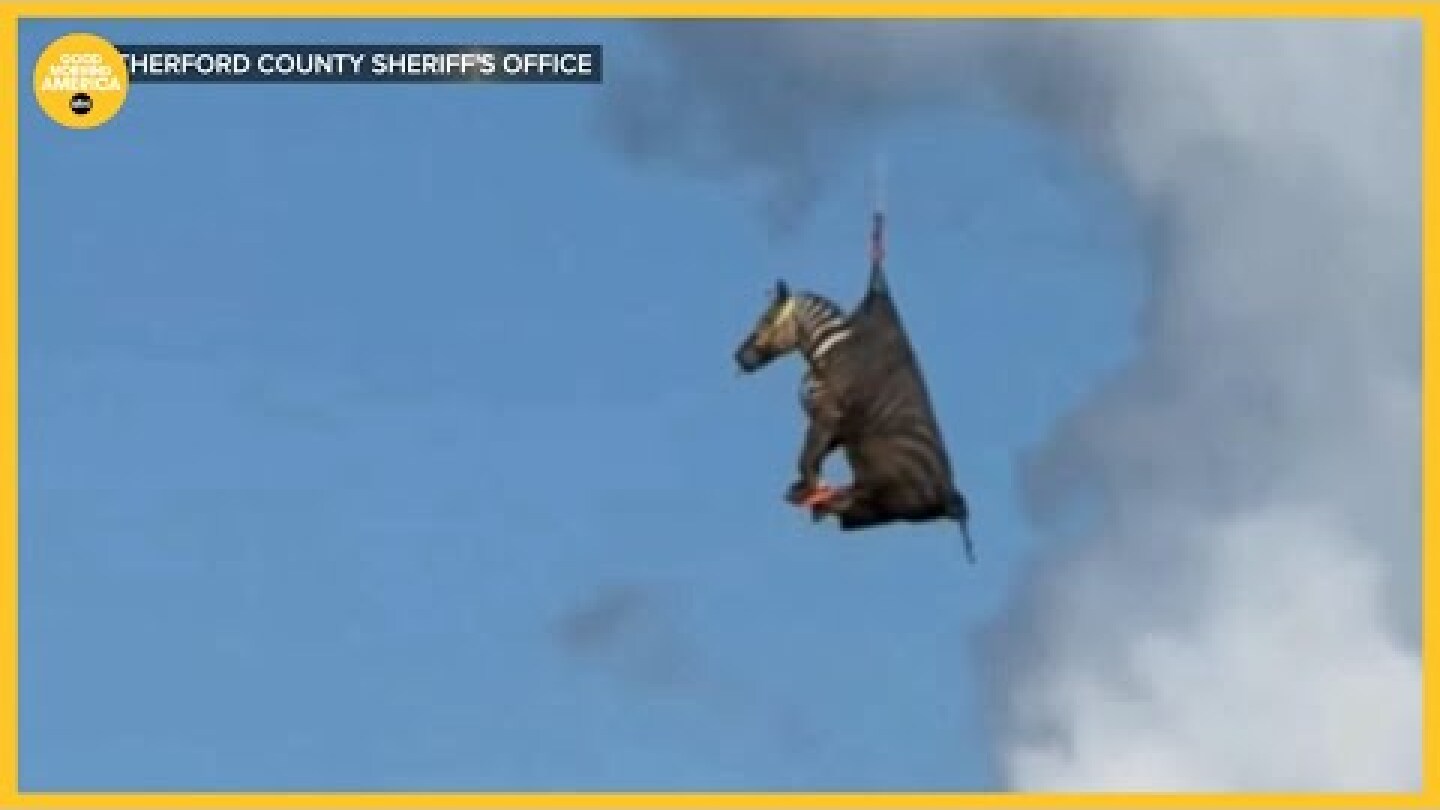 A runaway pet zebra has been captured in Tennessee