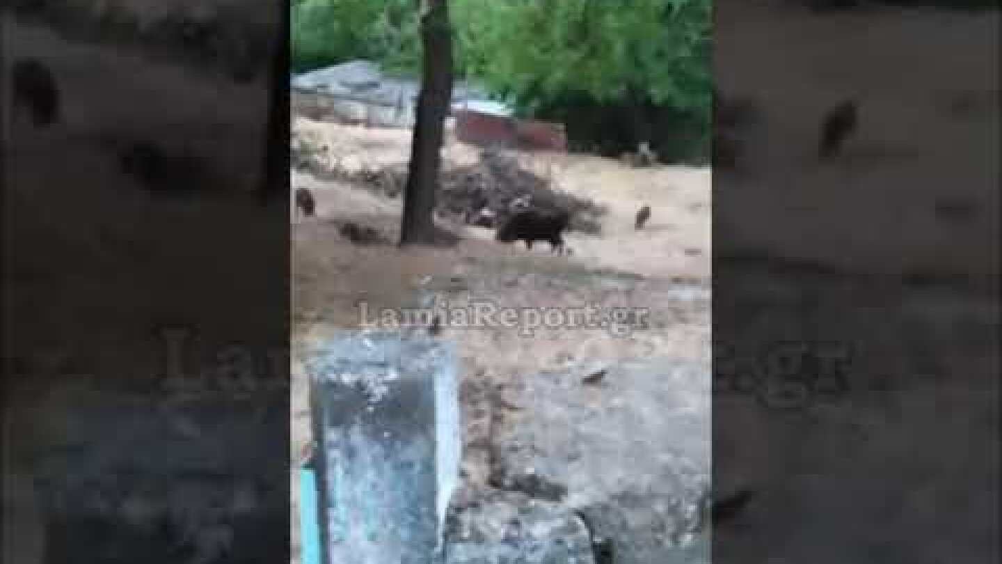 LamiaReport.gr: Ολόκληρο κοπάδι με αγριογούρουνα μέσα σε σπίτια στη Δ. Φθιώτιδα