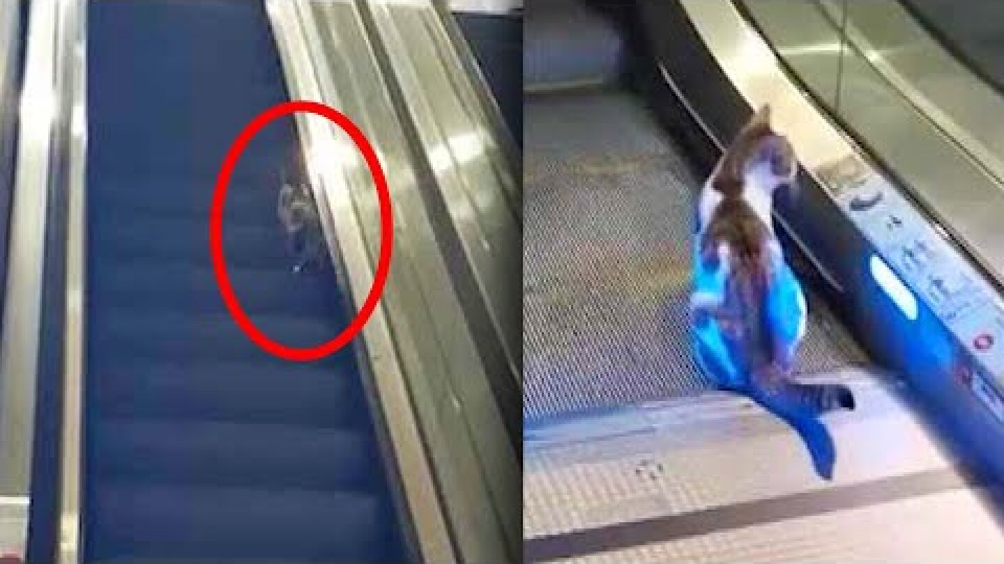 Cat Tries and Fails to Walk Up Descending Escalator