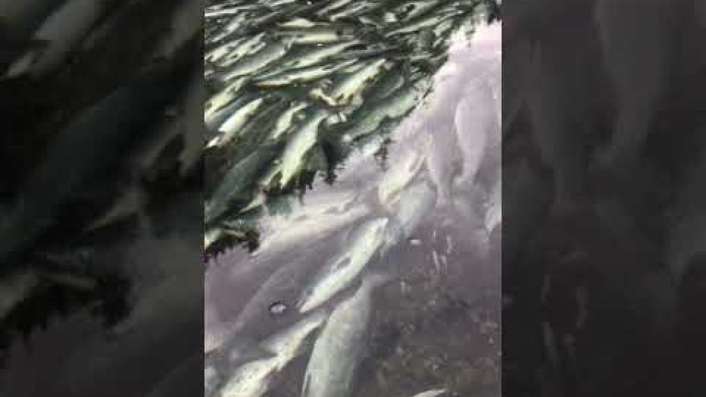 Death of Alaskan Prespawn Salmon