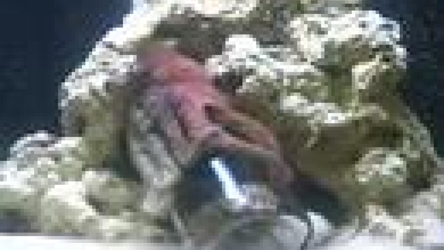 Octopus Opening a Jar to Get Dinner!