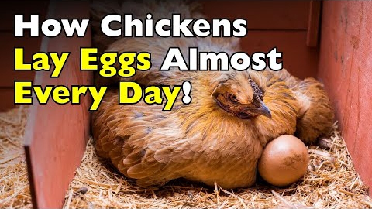 How Do Chickens Lay Eggs Almost Every Day? [ID0630]
