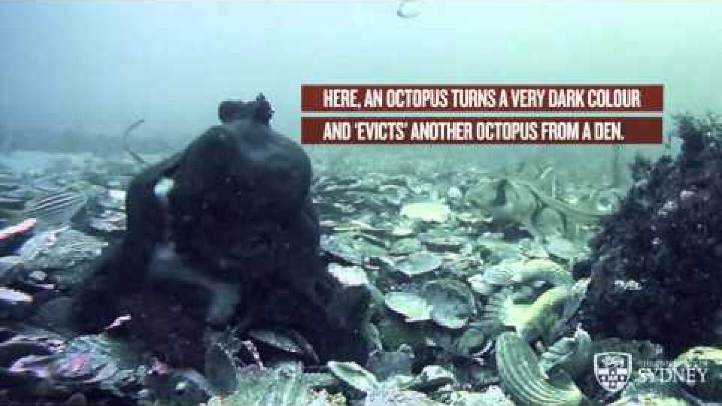 New Sydney Uni research into octopus aggression
