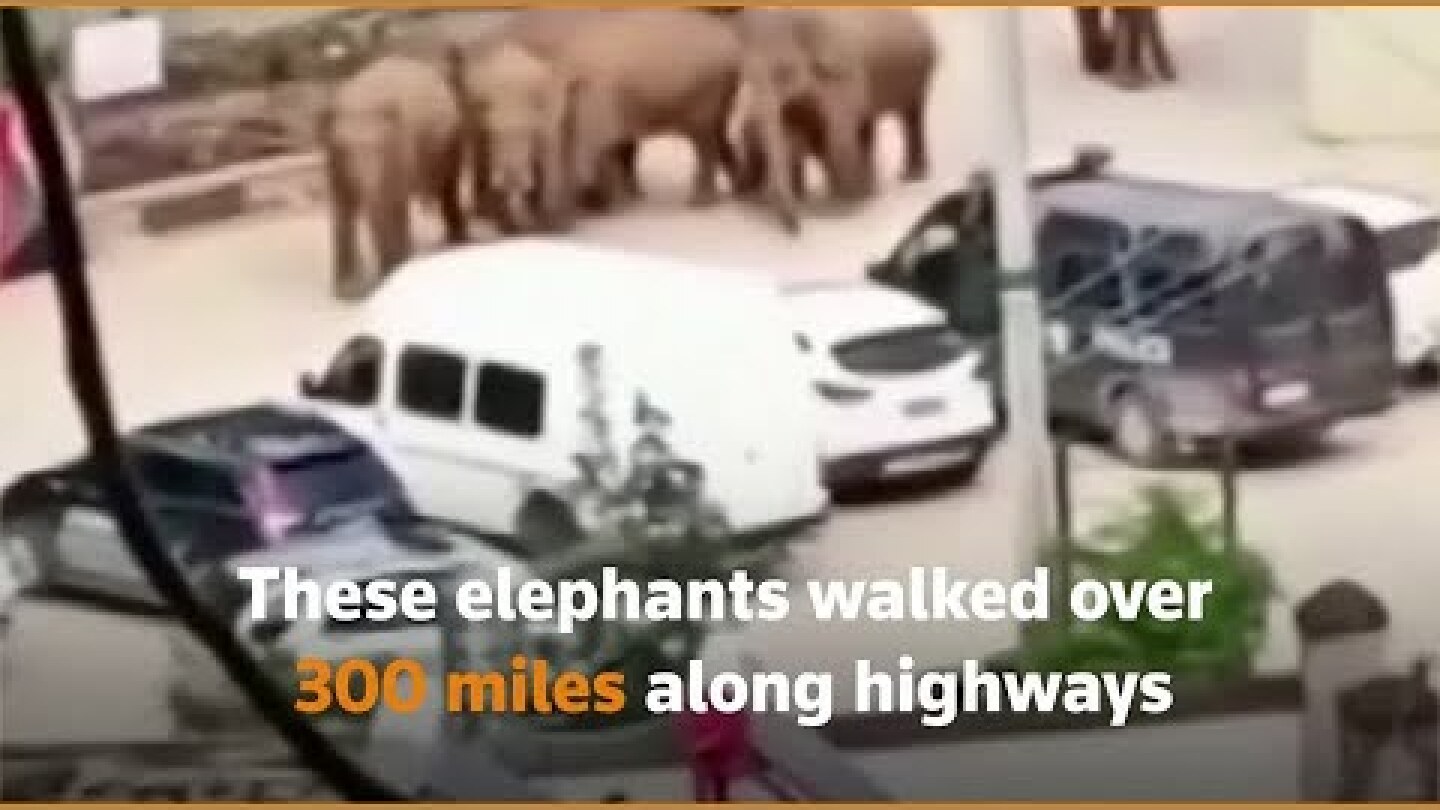 Elephants reach Chinese city after 500 km trek