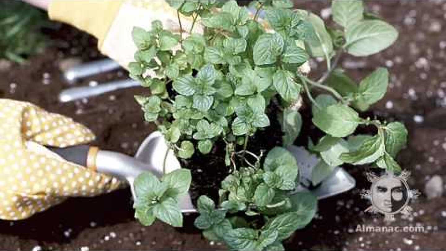 Full Moon: April Full Pink Moon