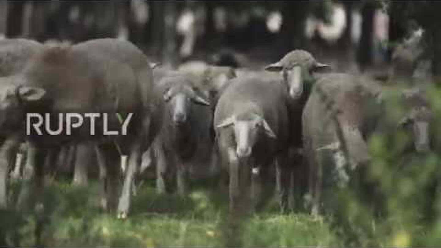 What the flock!? Thousands of sheep take over Madrid in annual parade