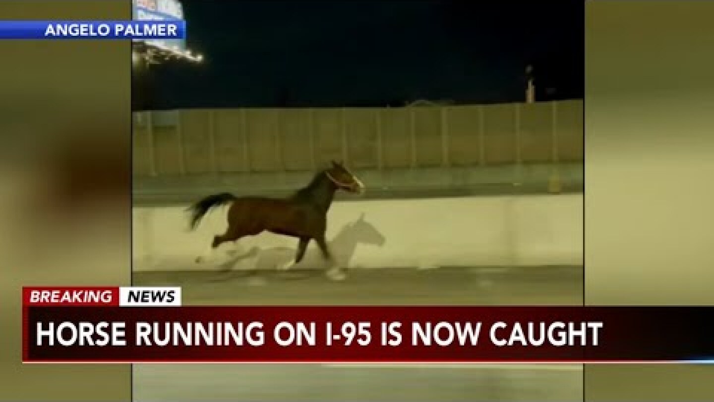 WATCH: Horse seen running down I-95 in Philadelphia