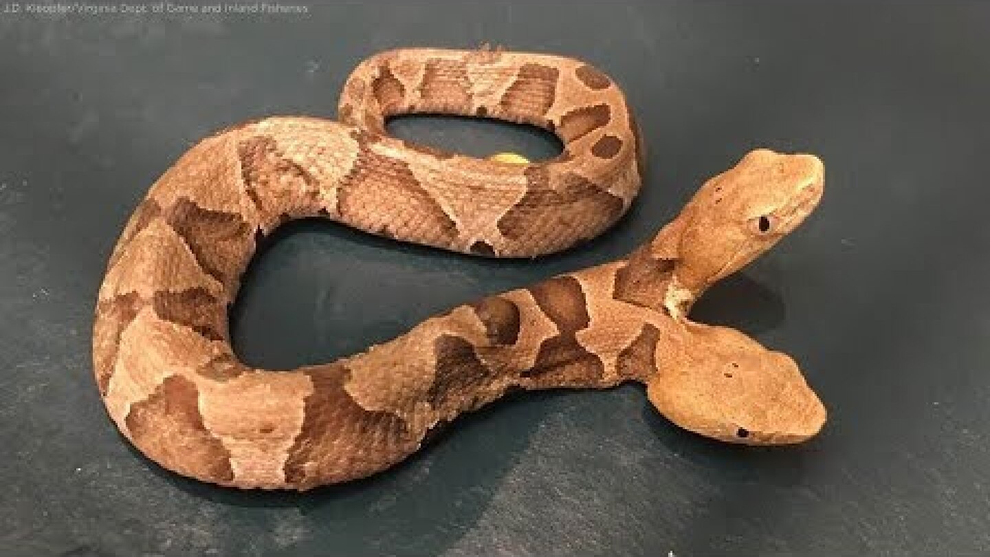 Two-headed snake found slithering in  garden