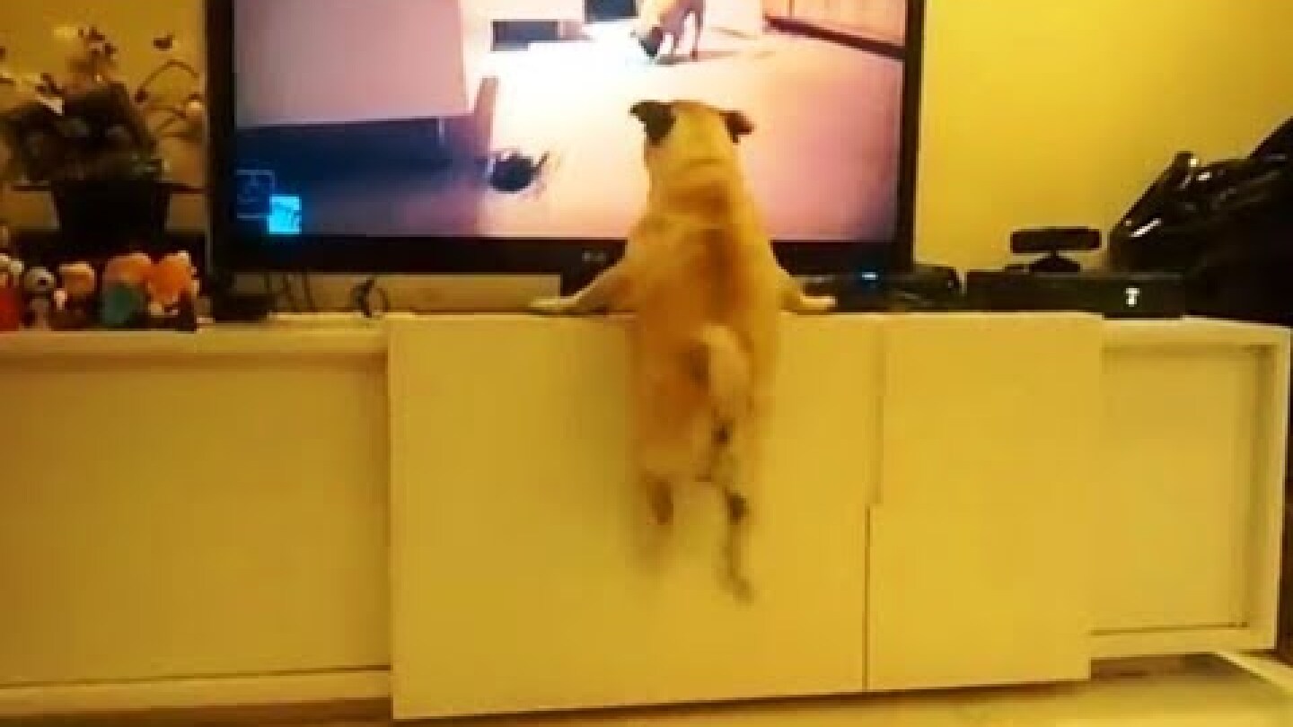 Excited Dogs Watching TV