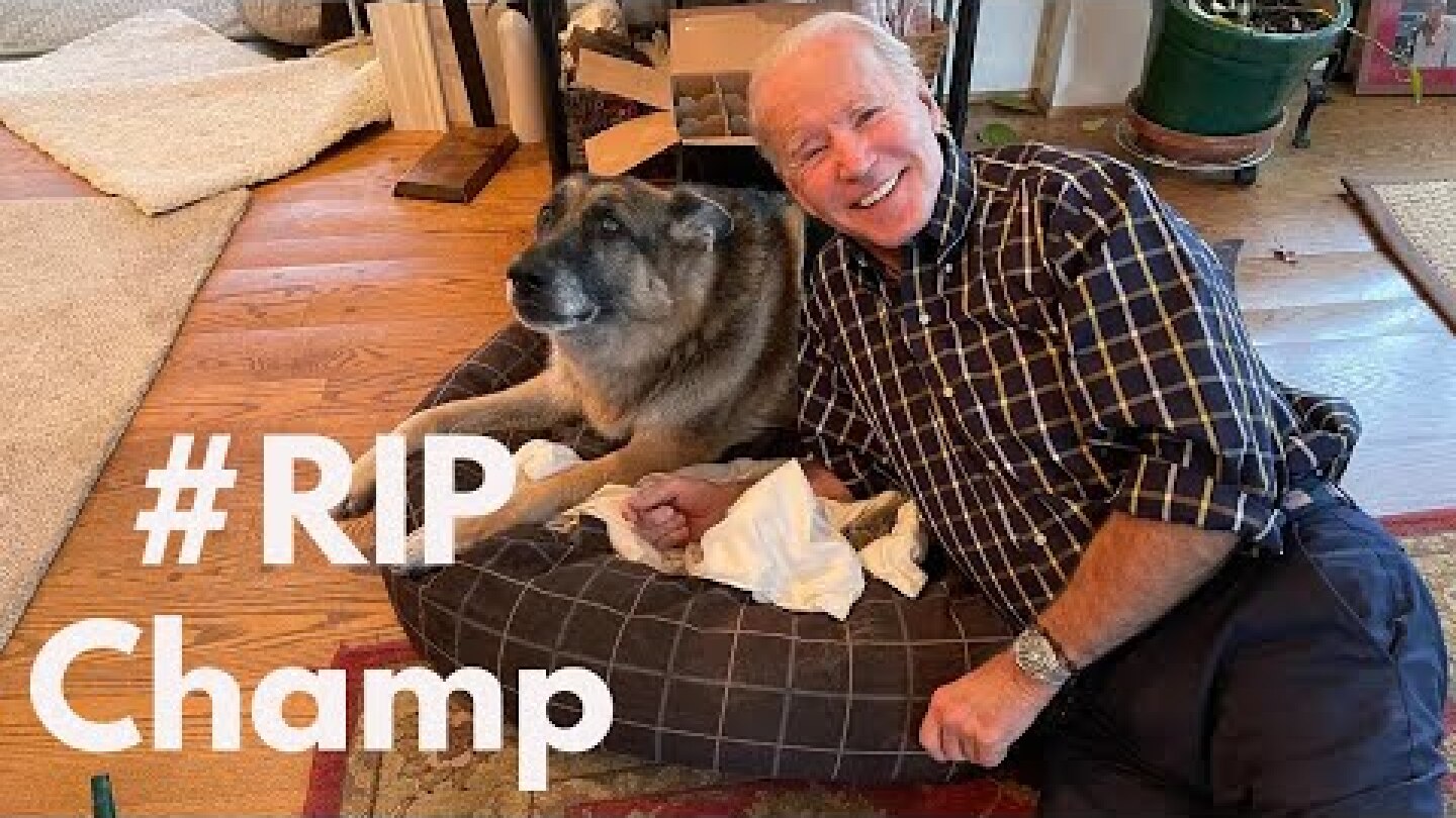 US President Joe Biden's Dog Champ Dies at 13.