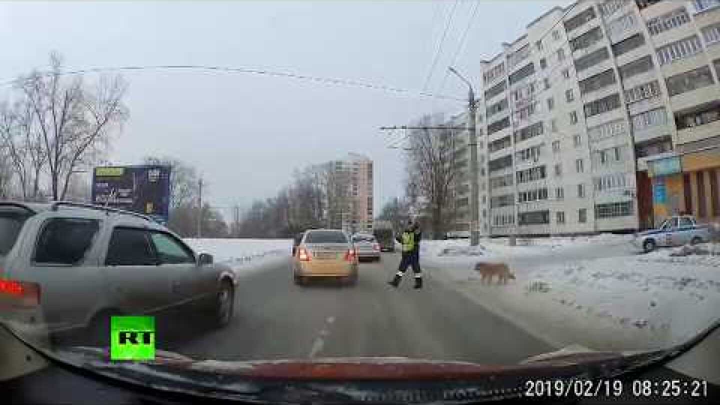 Russian cop stops traffic to help injured dog cross the street