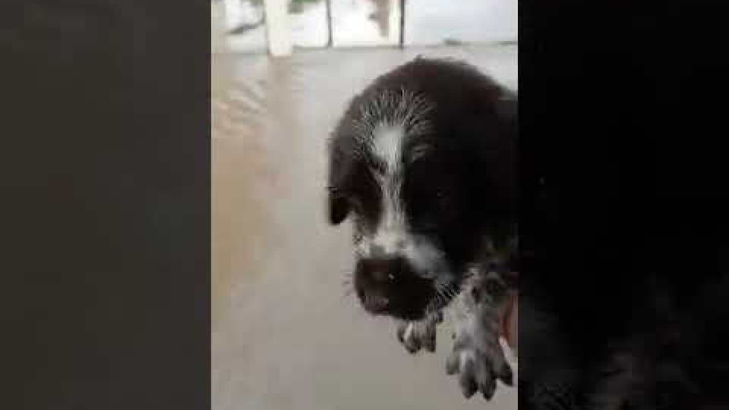 Η αγωνία για να σώσει το σκυλί από την πλημμύρα