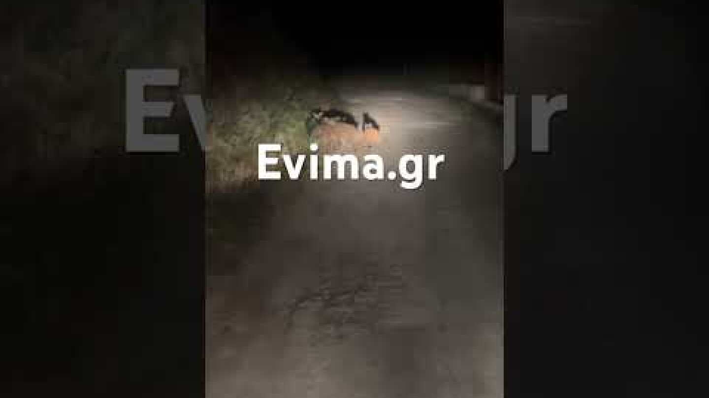 Αγριογούρουνα συνόδευαν ντελιβερά στην Εύβοια