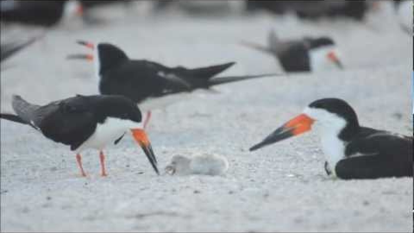 Black Skimmer Colony on the Gulf in Florida by Karen King
