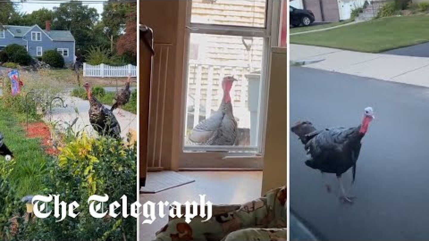 Turkeys terrorise town by chasing after cars and attacking homes
