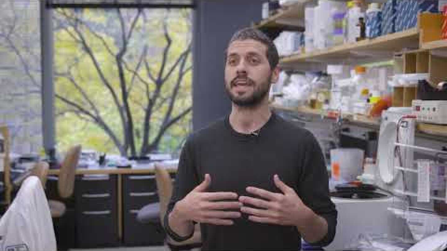 Inside Immune Amnesia