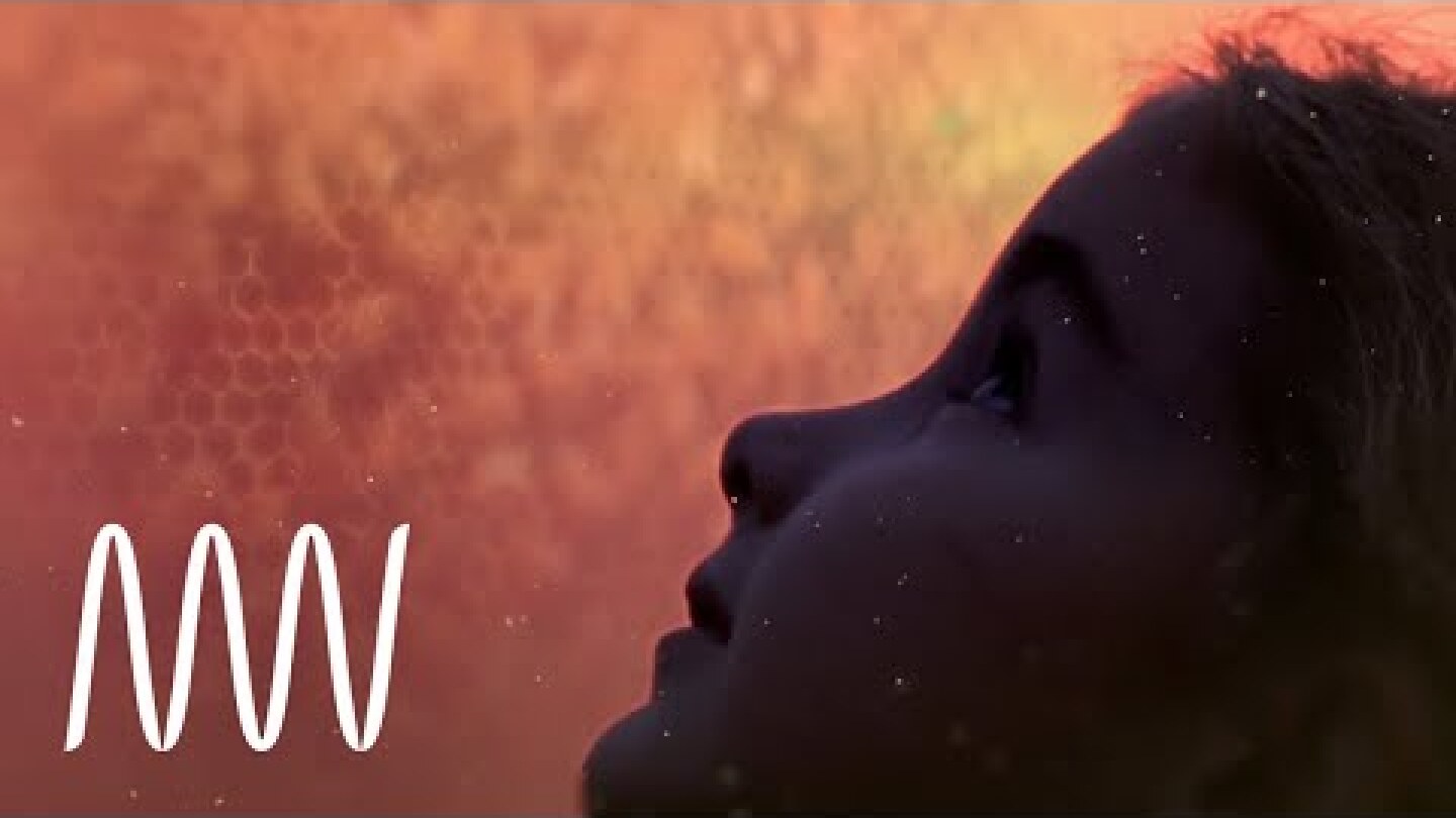 Bees: a story of survival | National Museums Liverpool