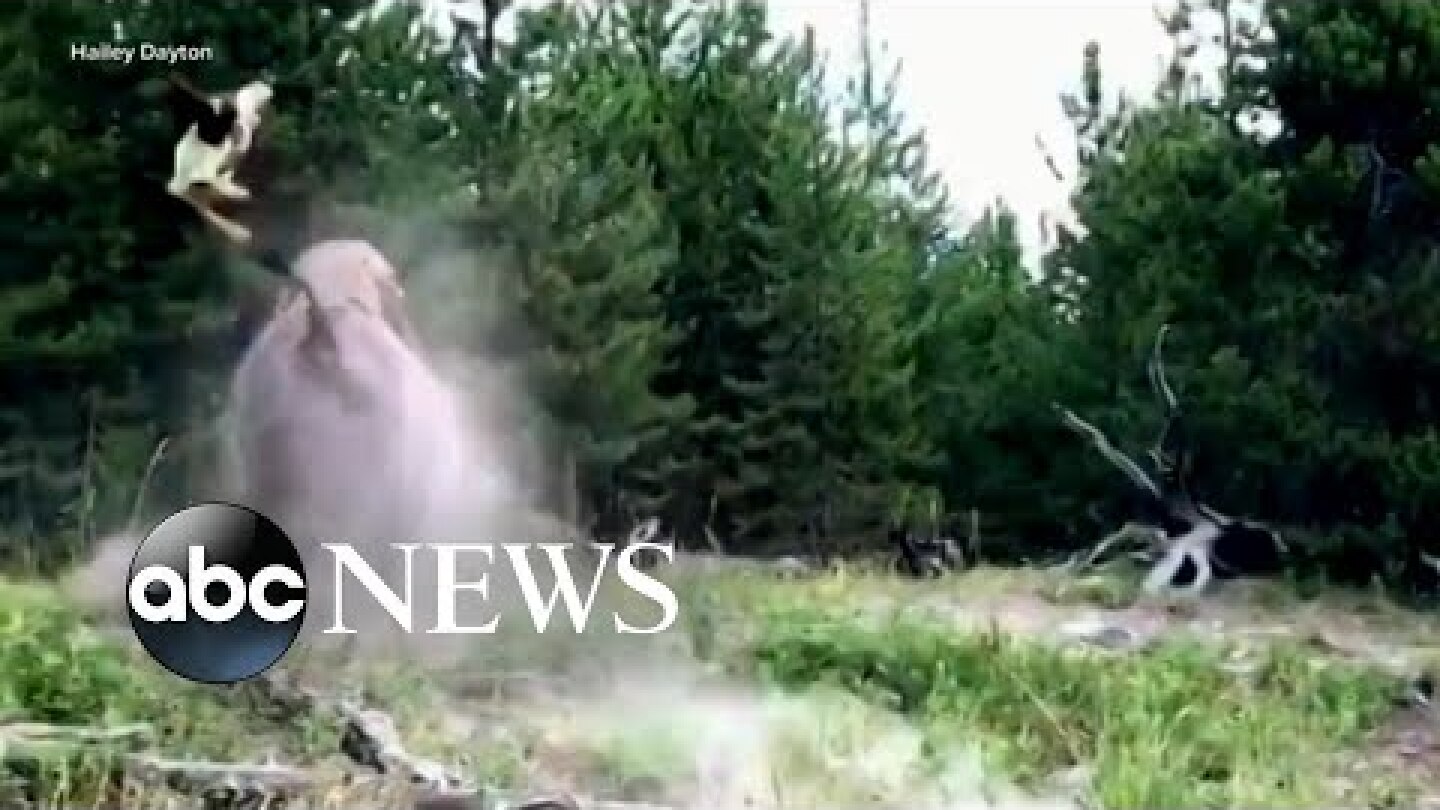 Bison attacks 9-year-old girl at Yellowstone National Park