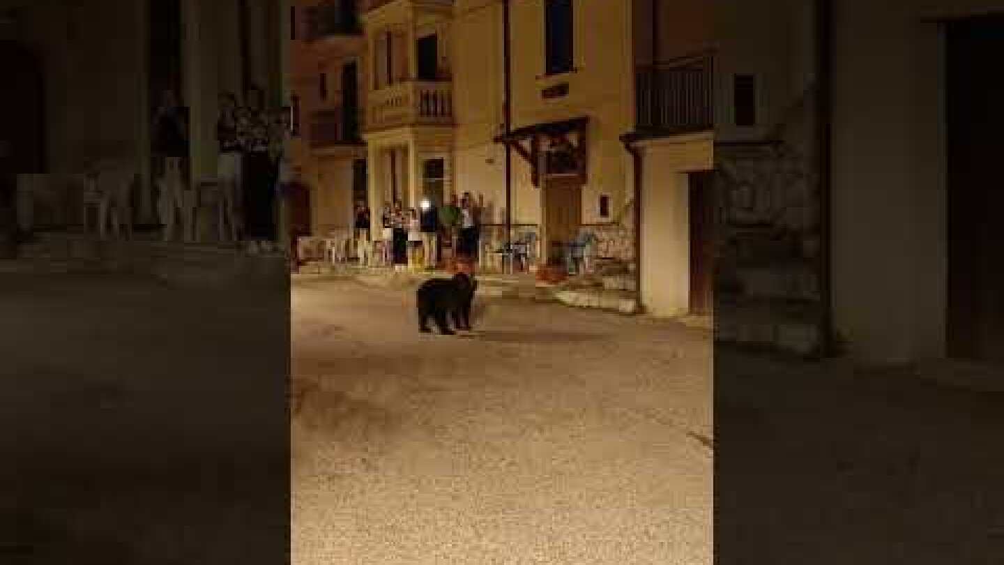 Amarena e i suoi due cuccioli a San Sebastiano dei Marsi