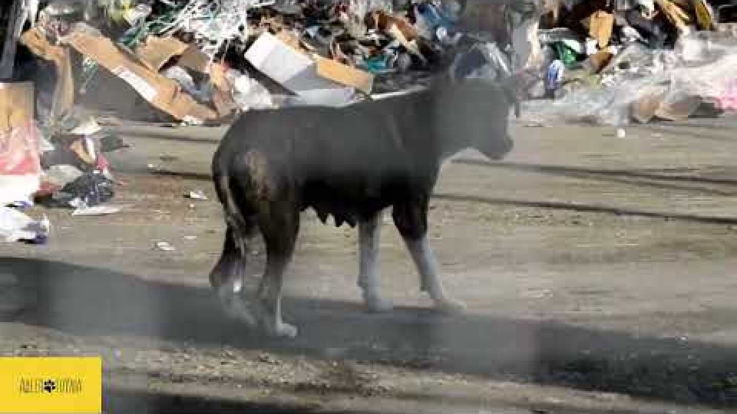 Δελτίο Τύπου: Πάνω από 500 σκύλοι φαντάσματα αργοπεθαίνουν.